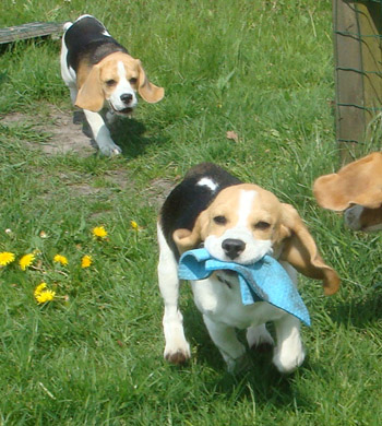 Beaglewelpe l&auml;uft seiner Schwester davon